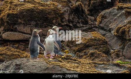 Trois pingouins aux yeux jaunes - Megadyptes antipodes - se tiennent ensemble sur des rochers recouverts d'algues, tous regardant dans la même direction. Nouvelle-Zélande Banque D'Images