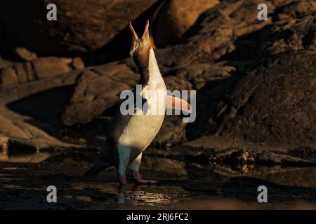 Yellow-Eyed Penguin - Megadyptes antipodes - debout dans la lumière du soleil, jette sa tête en arrière et s'étire dans toute sa mesure, et appelle à son compagnon. Banque D'Images