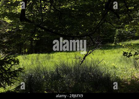 Une vue panoramique sur une zone herbeuse entourée d'arbres verdoyants dans un cadre tranquille. Banque D'Images