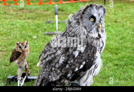 Majestic Owls poireaux à Ashbourne Show, Royaume-Uni Banque D'Images