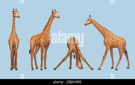 Girafe. savane africaine animaux réalistes girafe dans diverses poses modèles vectoriels décents Illustration de Vecteur