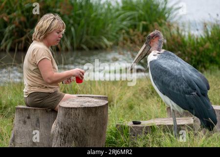 Cratère de Ngorongoro, Tanzanie - 12 mars 2023 : un oiseau de cigogne de Marabou (défocalisé), harrasse une femme touriste alors qu'elle boit une boisson pendant qu'elle est sur s Banque D'Images