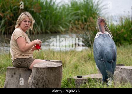 Cratère de Ngorongoro, Tanzanie - 12 mars 2023 : un oiseau de cigogne de Marabou (défocalisé), harrasse une femme touriste alors qu'elle boit une boisson pendant qu'elle est sur s Banque D'Images