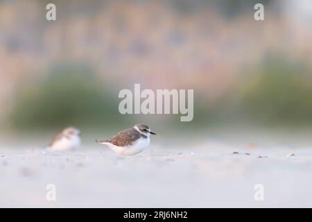 Échassiers ou oiseaux de rivage, pluvier kentish (Charadrius alexandrinus) sur la plage. Banque D'Images