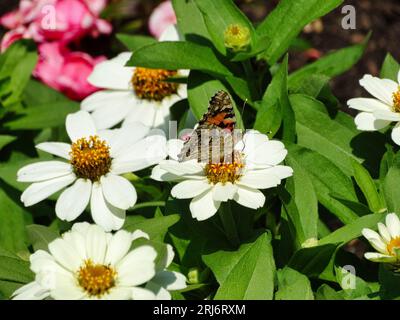 Un papillon vibrant perché au sommet d'une fleur blanche entourée de fleurs roses complémentaires dans un cadre extérieur ensoleillé Banque D'Images