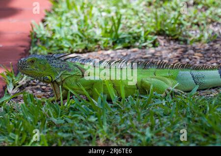 Un adorable iguane vert perché au sommet d'une herbe verte luxuriante dans un cadre extérieur naturel Banque D'Images
