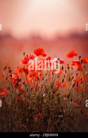 Une image vibrante d'un champ de coquelicots rouges illuminé par le soleil en arrière-plan Banque D'Images