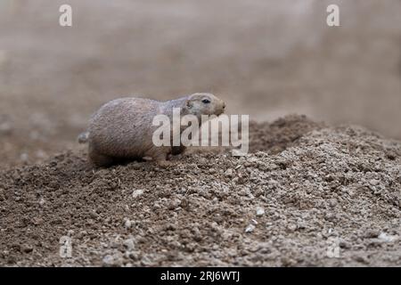 Un chien de prairie à queue noire se tient dans son habitat naturel Banque D'Images