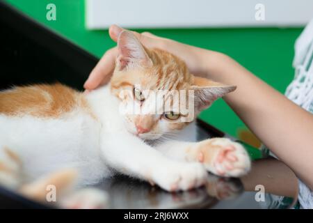 Beau chaton tabby appréciant les caresses de son humain. Main mâle caressant la main du chat, gros plan. Animaux domestiques. Banque D'Images