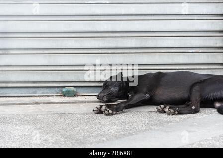 Un chien noir couché endormi sur un trottoir dans la rue. Chien abandonné et affamé. Pelourinho, Brésil. Banque D'Images