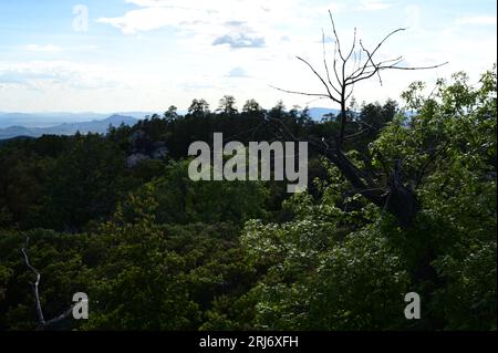 Un paysage pittoresque avec un éventail de grands arbres, des montagnes enneigées et un ciel lumineux avec des nuages blancs moelleux Banque D'Images