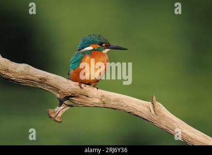 Kingfisher aime vérifier les perchoirs sur leur territoire, donc en les changeant régulièrement, vous pouvez augmenter les débarquements. Banque D'Images