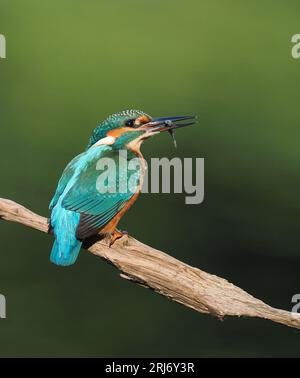 Kingfisher aime vérifier les perchoirs sur leur territoire, donc en les changeant régulièrement, vous pouvez augmenter les débarquements. Banque D'Images