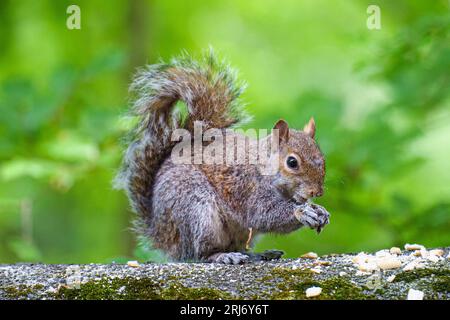 Un écureuil gris (Sciurus carolinensis) sur un mur dans le Daisy NOOK Country Park à Manchester, Royaume-Uni Banque D'Images