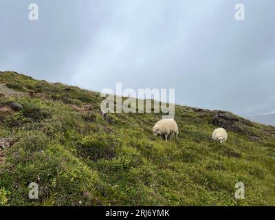 Moutons islandais paissant au sommet d'une colline. L'islandais[a] est la race islandaise de moutons domestiques. Il appartient au groupe nord-européen à queue courte Banque D'Images