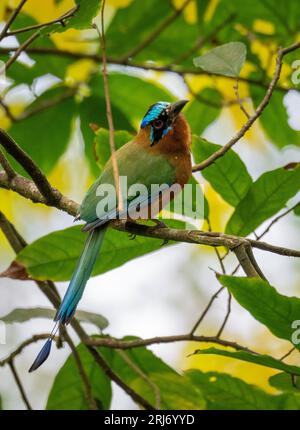 Motmot amazonien à couronne bleue perché sur la branche d'un arbre Banque D'Images