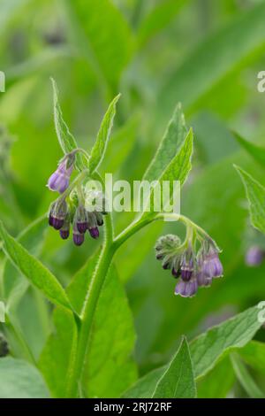 Consoude russe, Symphytum x ulandicum en fleur Banque D'Images