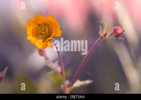 Fleur de Kuklik dans le jardin Banque D'Images