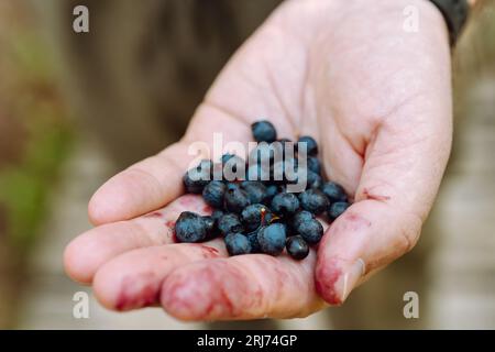 Une main d'homme avec une poignée de bleuets sauvages fraîchement cueillis. Banque D'Images