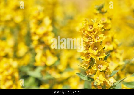 Brindille d'inflorescence loosestrife sur fond flou. Fond floral jaune vif.plante à fleurs décorative Lysimachia punctata dans le paysage d Banque D'Images