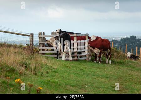 Le bétail à Cissbury cerne vers le sud du royaume-uni, les vaches noires et blanches et brunes et blanches dans la zone d'accès public de la porte de baisers. des marques jaunes d'oreille et beaucoup de mouches Banque D'Images