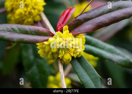 Airelle européenne (Berberis vulgaris) dans le jardin.fleurs jaunes et bourgeons se regroupent sur l'airelle commune ou européenne en fleurs, Berberis vulgaris. Banque D'Images