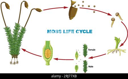 Infographie illustrée illustrant le cycle de vie des plantes de mousse Illustration de Vecteur