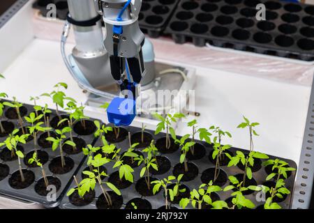 Un robot dans une serre évalue la qualité des plants de tomates à l'aide d'un capteur. Concept d'agriculture intelligente.. Banque D'Images