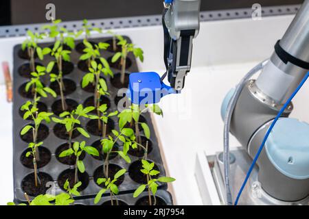 Un robot dans une serre évalue la qualité des plants de tomates à l'aide d'un capteur. Concept d'agriculture intelligente.. Banque D'Images