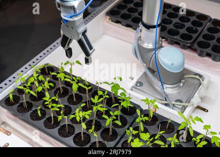 Un robot dans une serre évalue la qualité des plants de tomates à l'aide d'un capteur. Concept d'agriculture intelligente.. Banque D'Images