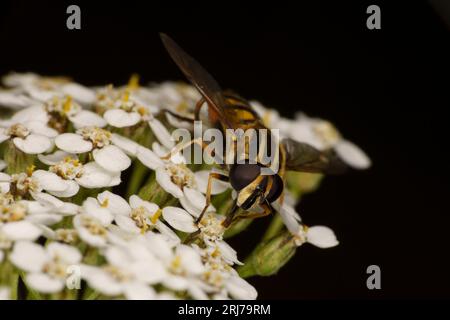 Helophilus pendulus famille Syrphidae genre Helophilus Dangling amoureux des marais mouche nature sauvage insecte papier peint Banque D'Images