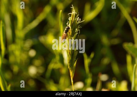 Platycheirus albimanus genre Platycheirus famille Syrphidae mouche mouche papier peint insecte nature sauvage Banque D'Images