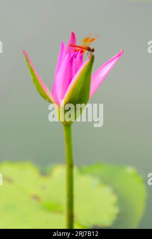 Libellule orange sur un nénuphar rose Banque D'Images