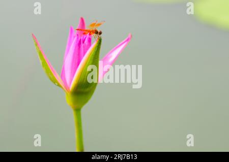 Libellule orange sur un nénuphar rose Banque D'Images