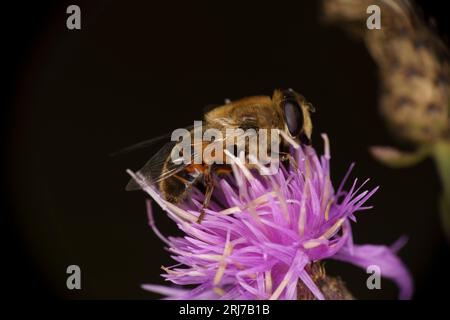 Eristalis tenax famille Syrphidae Genus Eristalis Common drone Fly hover Fly Wild nature insecte papier peint Banque D'Images