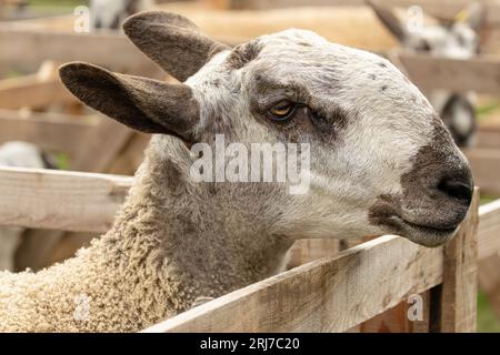 Gros plan d'un beau bélier Bluefaced Leicester ou d'un mouton mâle au Rosedale Show, North Yorkshire Moors, Royaume-Uni, août 2023. Bluefaced Leicester moutons sont r Banque D'Images