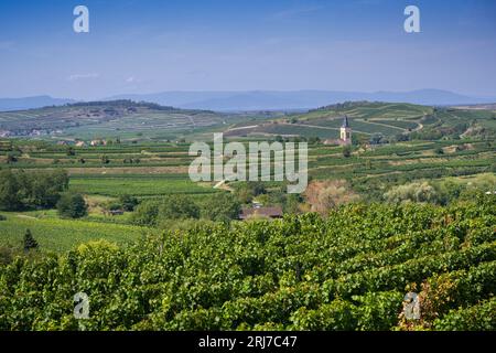 Vue sur les vignobles de Bickensohl dans la chaise impériale. n arrière-plan la flèche d'Oberrotweil/Vogtsburg. Breisgau, Baden-Wuerttemberg, allemand Banque D'Images