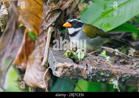 Sparrow à bec orange, San Cipriano, Choco, Colombie, novembre 2022 Banque D'Images