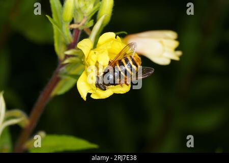 Sericomyia silentis famille Syrphidae Genus Sericomyia Yellow-Barred Peat Hoverfly Wild nature insecte papier peint Banque D'Images