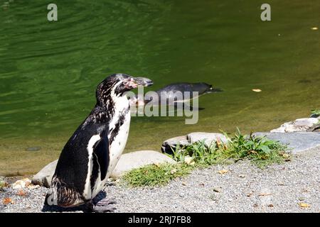 Vue sur le pingouin de Humboldt, en latin appelé spheniscus humboldti debout sur la rive du lac et regardent dans diverses directions. Banque D'Images