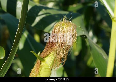 Détail des plantes de maïs en latin appelées Zea mays, poussant sur un champ. Banque D'Images