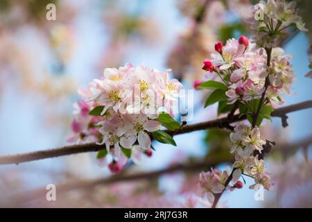 Fleurs de pomme dans le verger de la ferme fruitière commerciale Banque D'Images