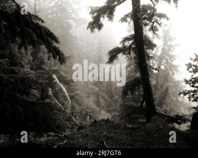 Forêt brumeuse au parc national de Crater Lake, Oregon, États-Unis. Évoque une atmosphère médiévale fébrile. Banque D'Images