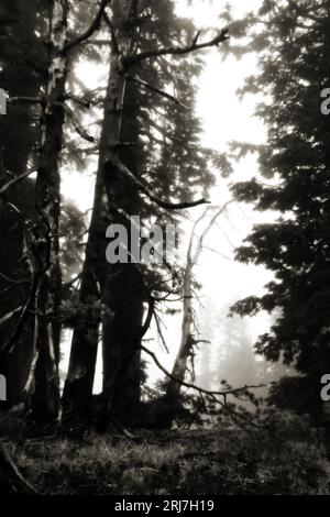 Forêt brumeuse au parc national de Crater Lake, Oregon, États-Unis. Évoque une atmosphère médiévale fébrile. Banque D'Images