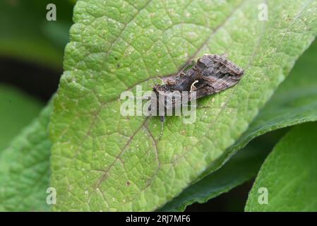 Papillon y argenté (Autographa gamma) au repos. Nommé pour la marque en forme de y sur l'aile Banque D'Images