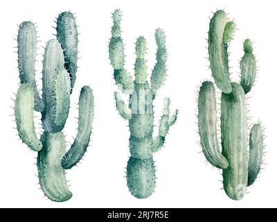 Illustration aquarelle de cactus isolés sur fond blanc. Illustrations florales pour vos projets, cartes de vœux et invitations. Banque D'Images