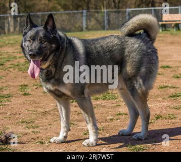 Joyeux chien Elkhound norvégien dans un parc à chiens Banque D'Images