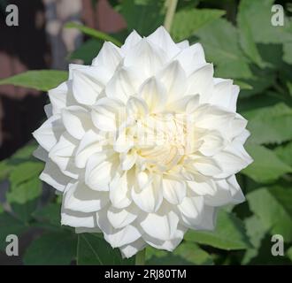 Dahlia, Charlie2 blanc Banque D'Images