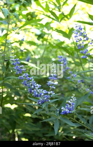 Vitex agnus-castus - arbre chaste, floraison. Banque D'Images