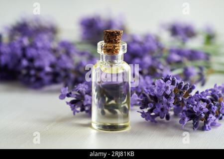 Une bouteille d'huile essentielle d'aromathérapie avec des fleurs fraîches de lavande sur fond blanc Banque D'Images